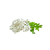 Ingredient Image