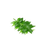 Ingredient Image