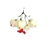 Ingredient Image