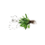 Ingredient Image
