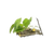 Ingredient Image