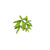Ingredient Image