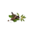 Ingredient Image